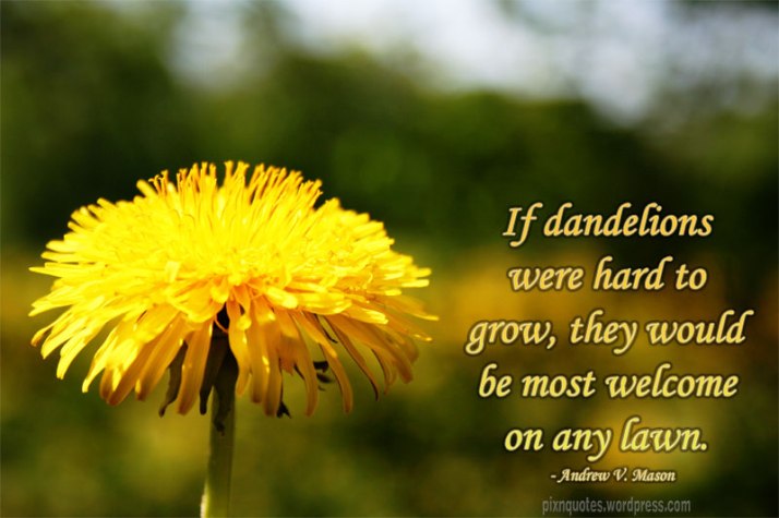 If dandelions were hard to grow...